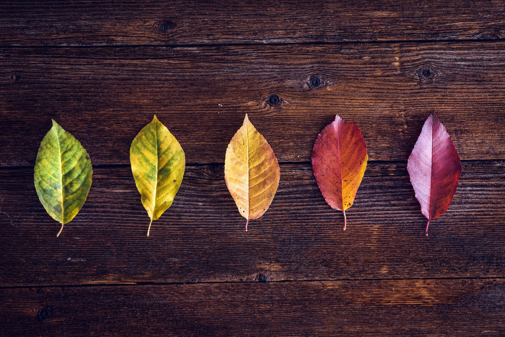 Summer’s Out, Sweater’s On: Scenting the Shift from Summer to Fall