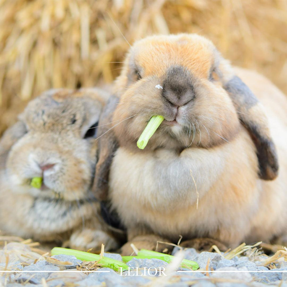 Little Reads with Lèlior: Bunnicula (1979-2006)