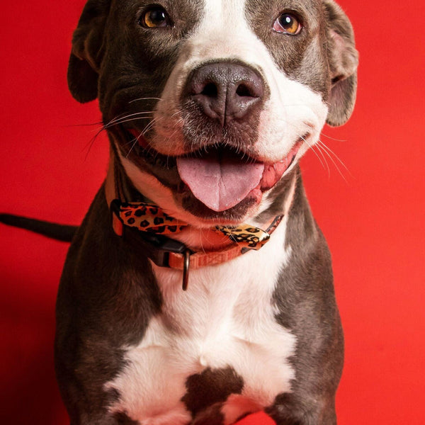 Illustrative image for Can Pets Benefit from Aromatherapy?