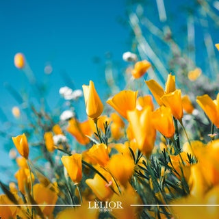 Exploring the Floral Notes in Lèlior's Spring Scents