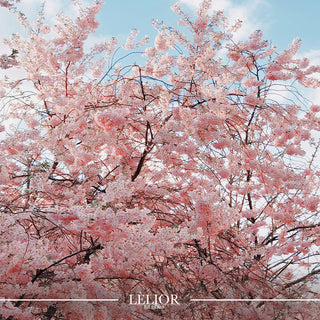 Embracing Spring: The Enchanting Story of Cherry Blossom Notes in Fragrances