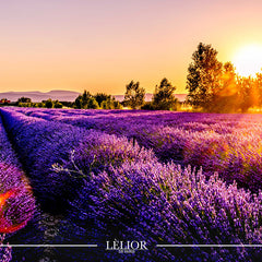 Unlocking the Beauty and Benefits of Lavender Through Aromatherapy