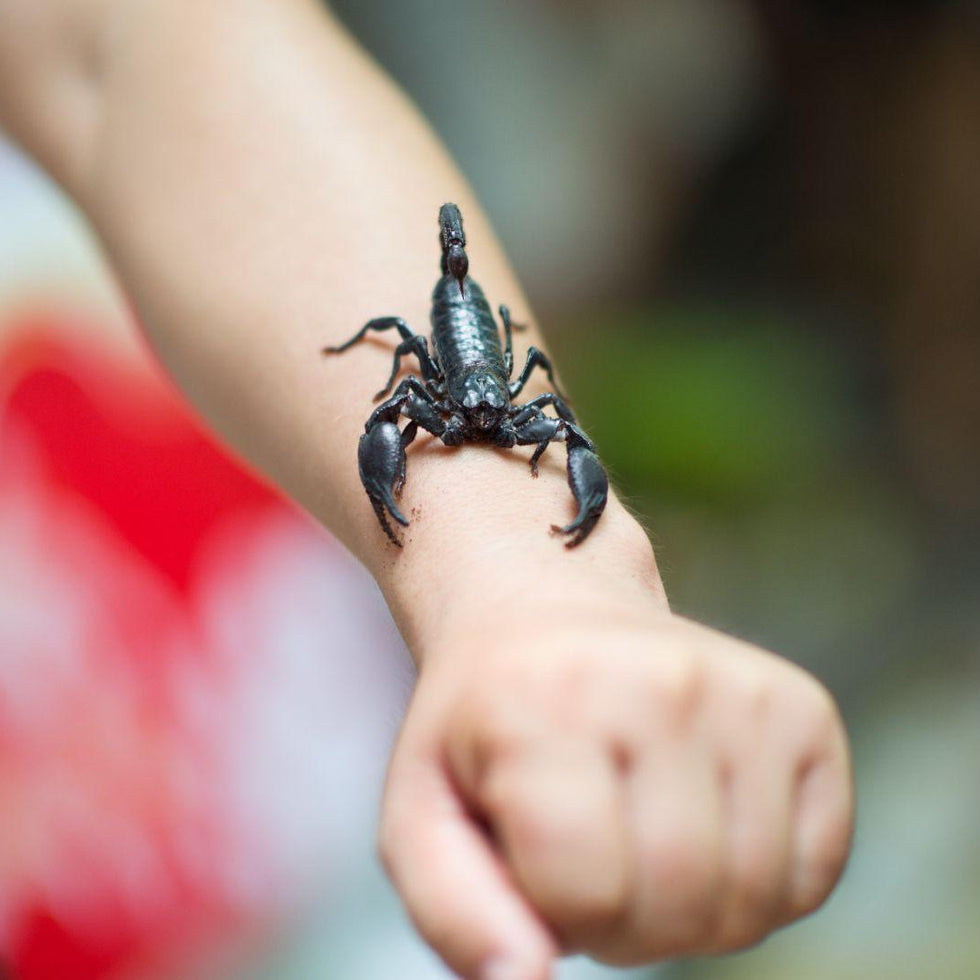 AstroAromas Sultry Scorpio