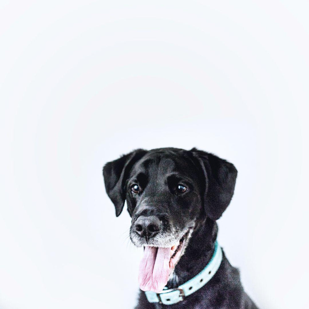 How Some Essential Oils Affect Pets