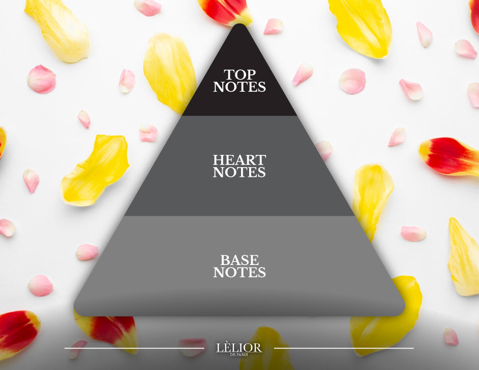 Fragrance Notes Pyramid