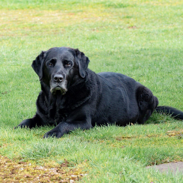 Illustrative image for Does Your Dog Smell Like Fritos Corn Chips? Learn Why!