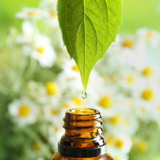 Skin Revival: 5 Essential Oils That Heal Winter Damage This Spring